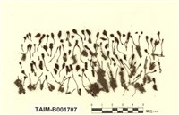 藏品(毛尖金髮苔)的圖片